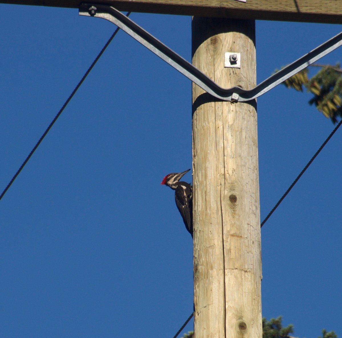 Pileated Woodpecker - ML107788141