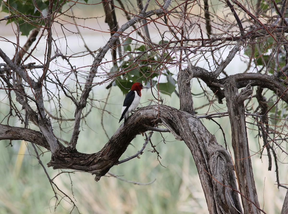 Red-headed Woodpecker - Bill Maynard