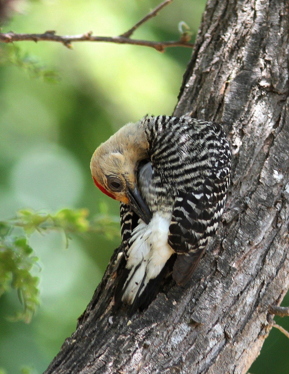 Red-crowned Woodpecker - ML107792481