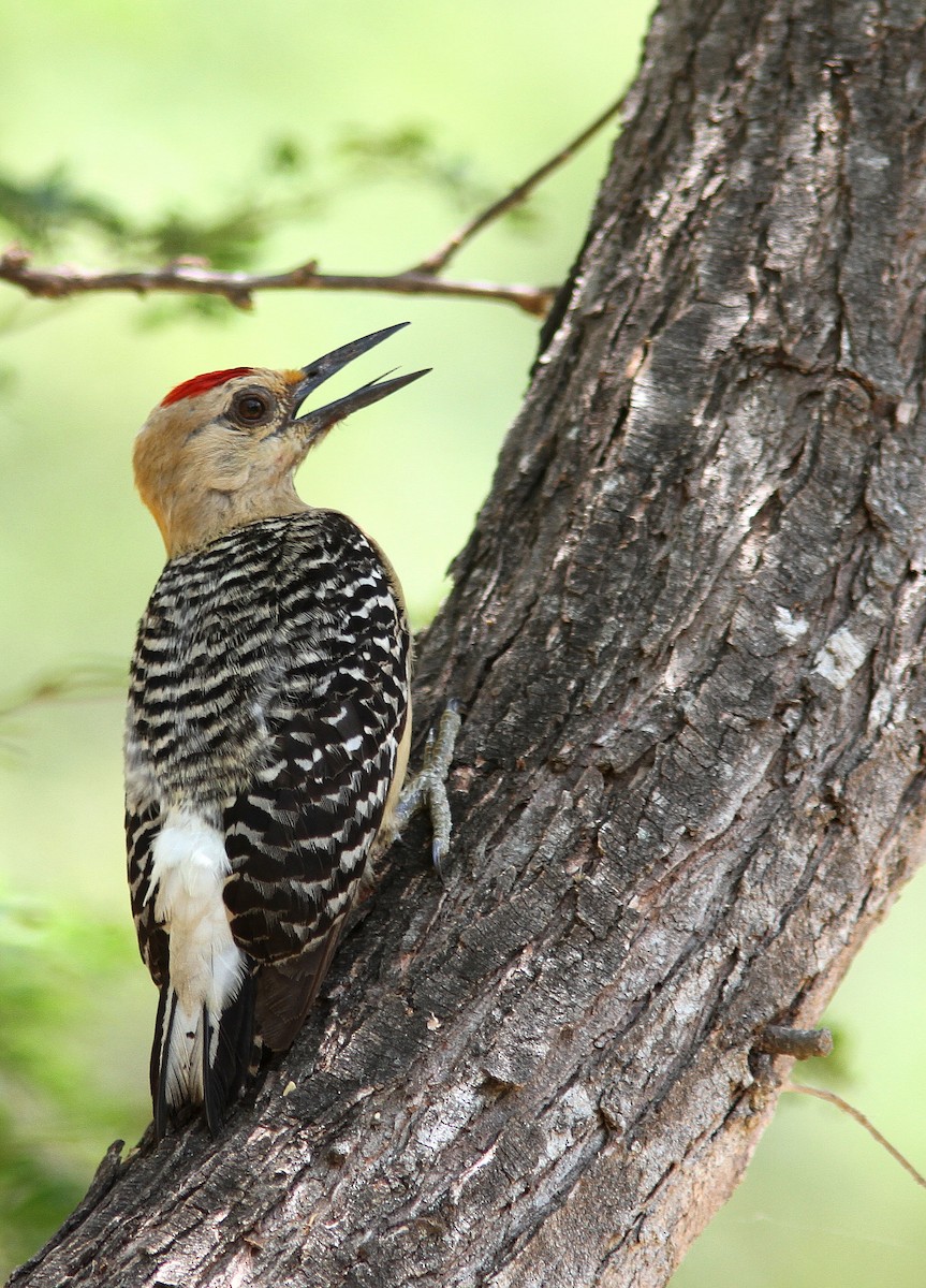Red-crowned Woodpecker - ML107792491