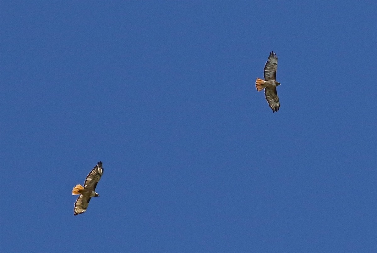 Red-tailed Hawk - ML107793051