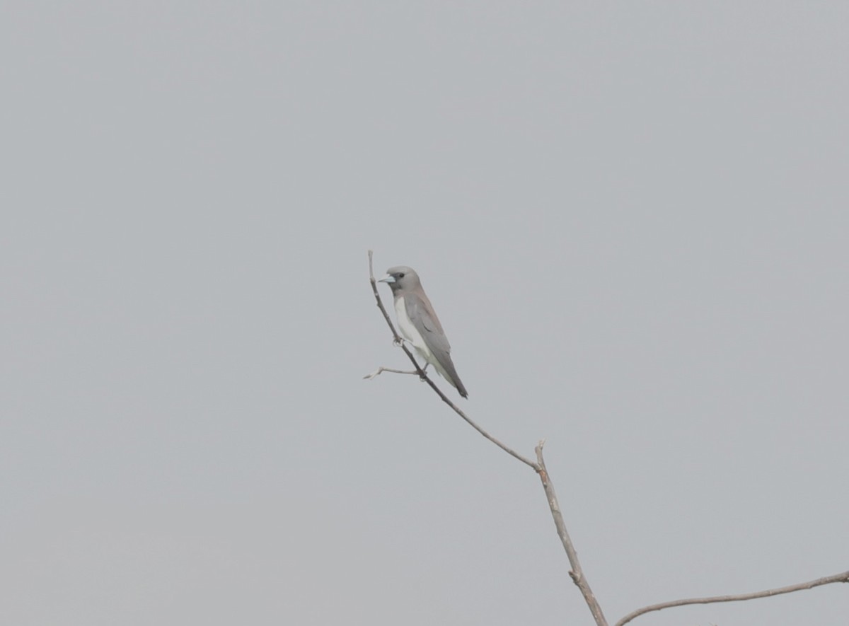 White-breasted Woodswallow - John Bruin