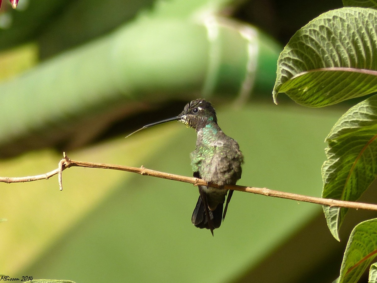 Talamanca Hummingbird - Micheline Bisson