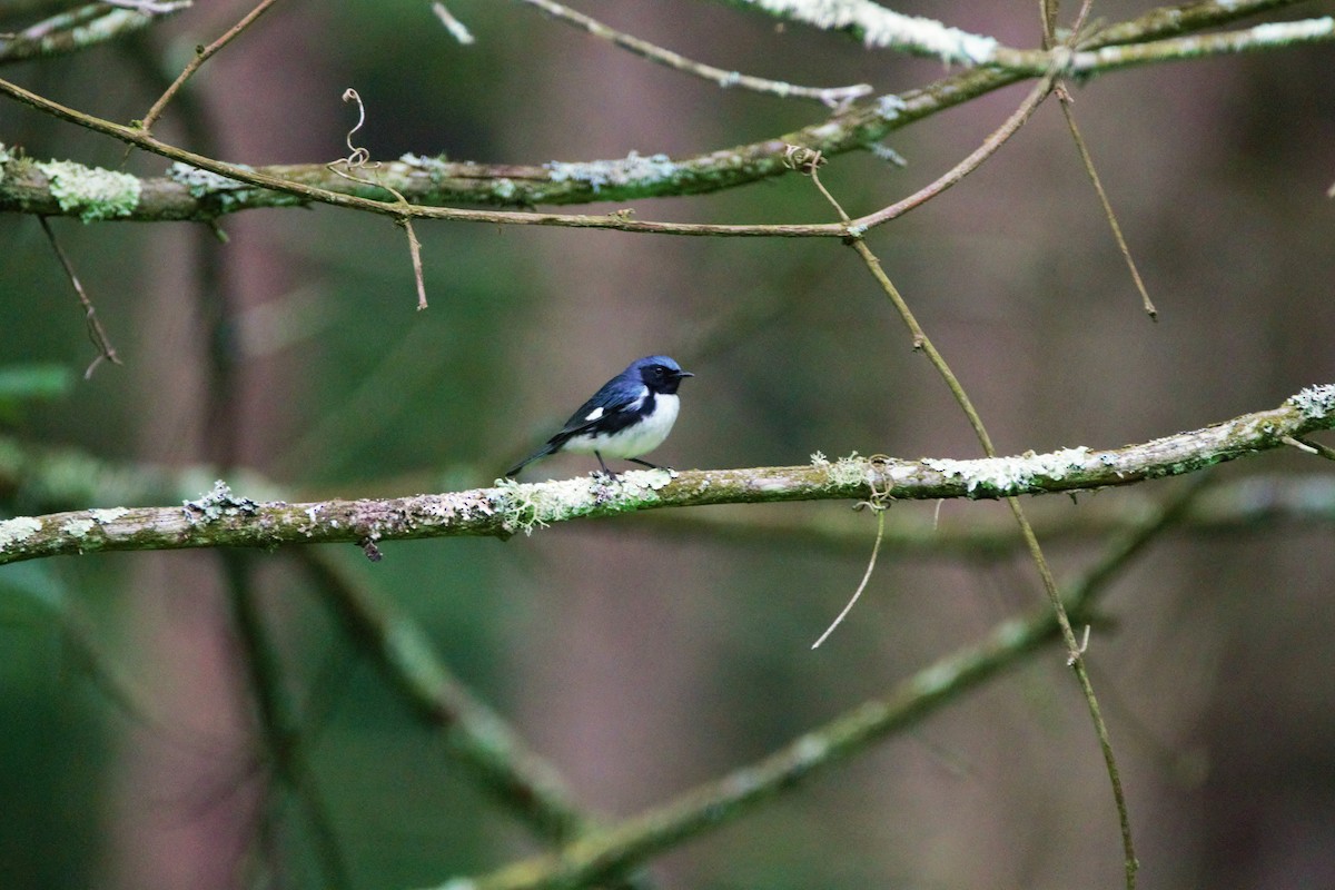 Black-throated Blue Warbler - Alan Dupuis