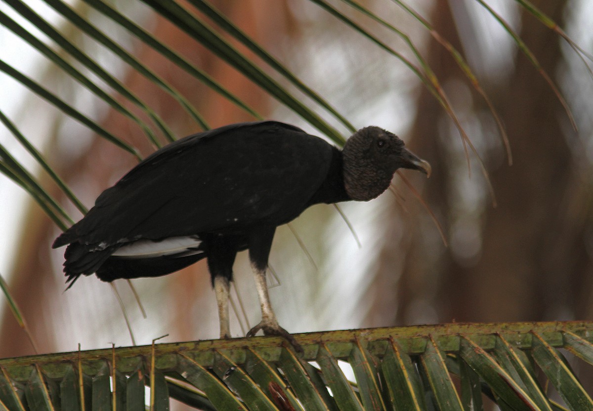 Black Vulture - Guy Poisson