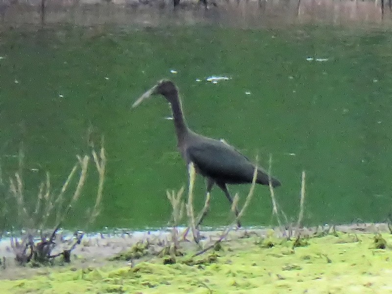 ibis hnědý - ML107797791