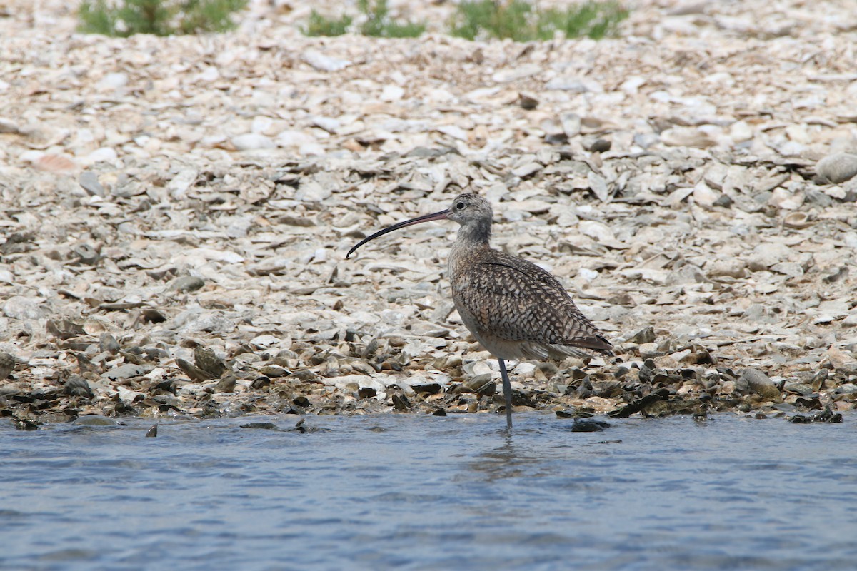 Long-billed Curlew - ML107801171