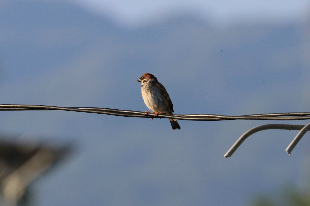 Eurasian Tree Sparrow - Julien Lamouroux