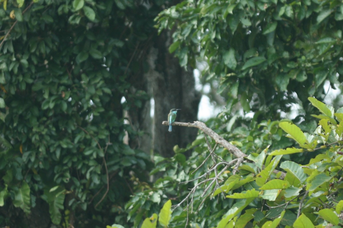 Blue-throated Bee-eater - ML107803491