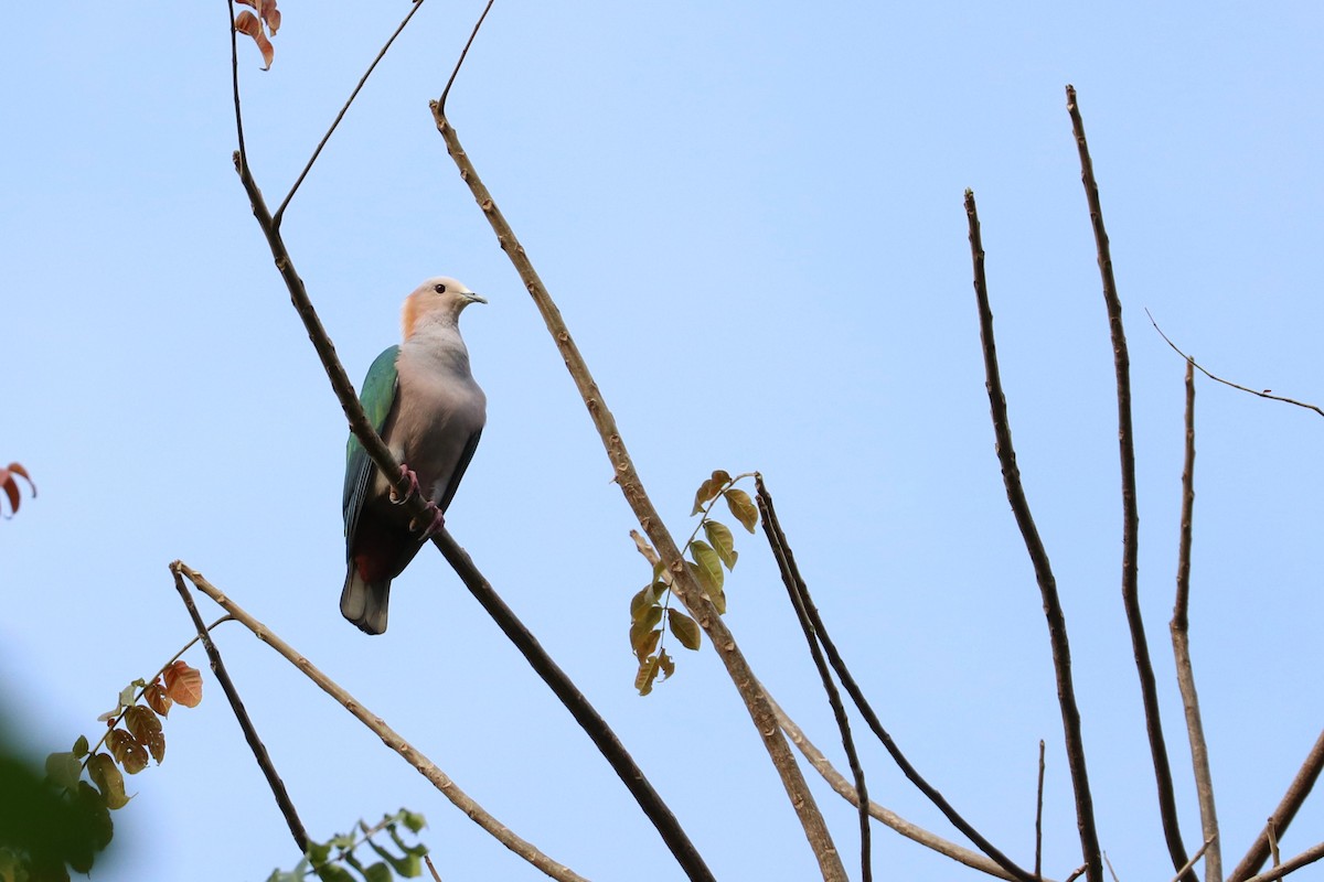 Green Imperial-Pigeon (Rufous-naped) - Julien Lamouroux