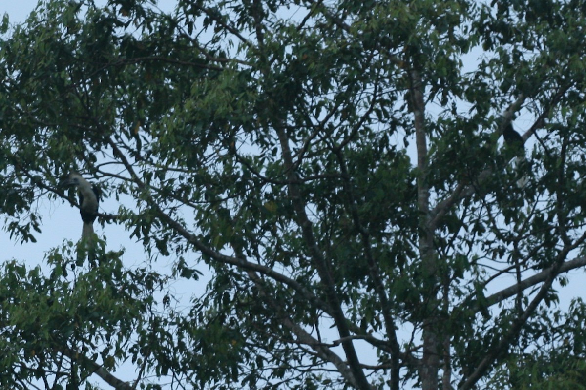 White-crowned Hornbill - ML107804601