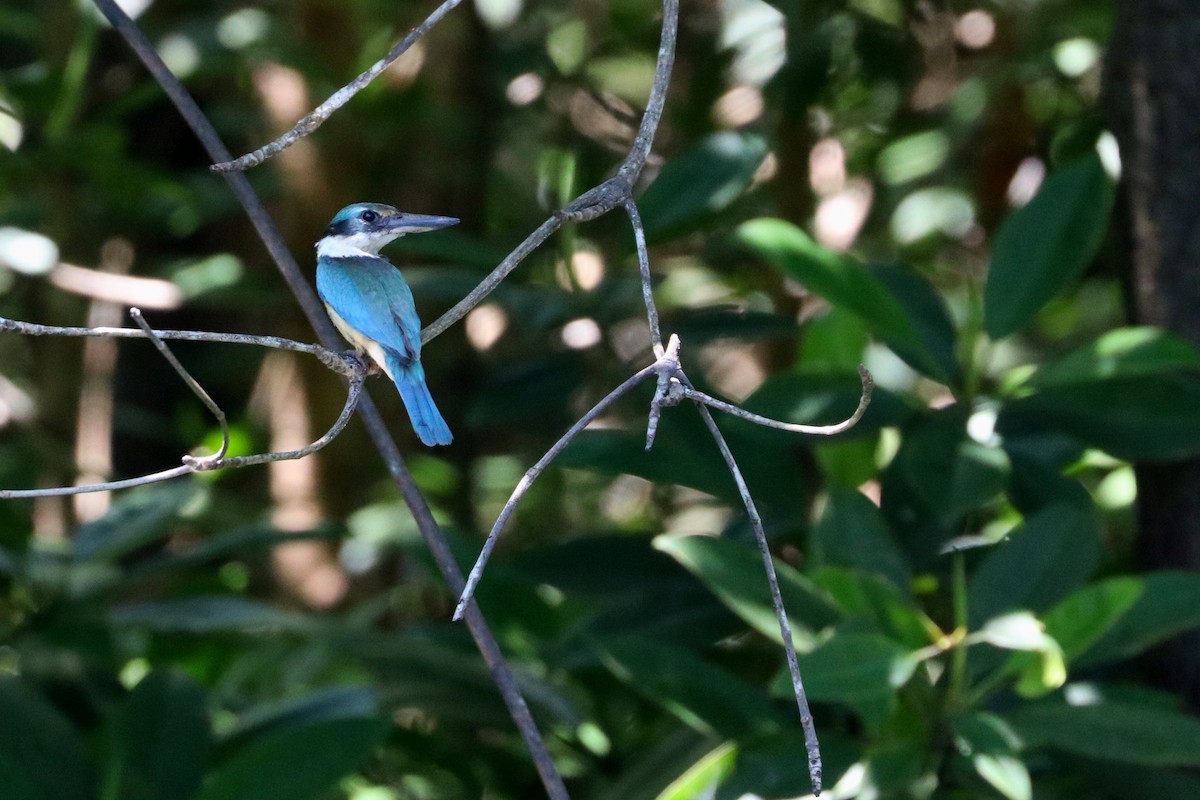 Sacred Kingfisher (Australasian) - ML107804781