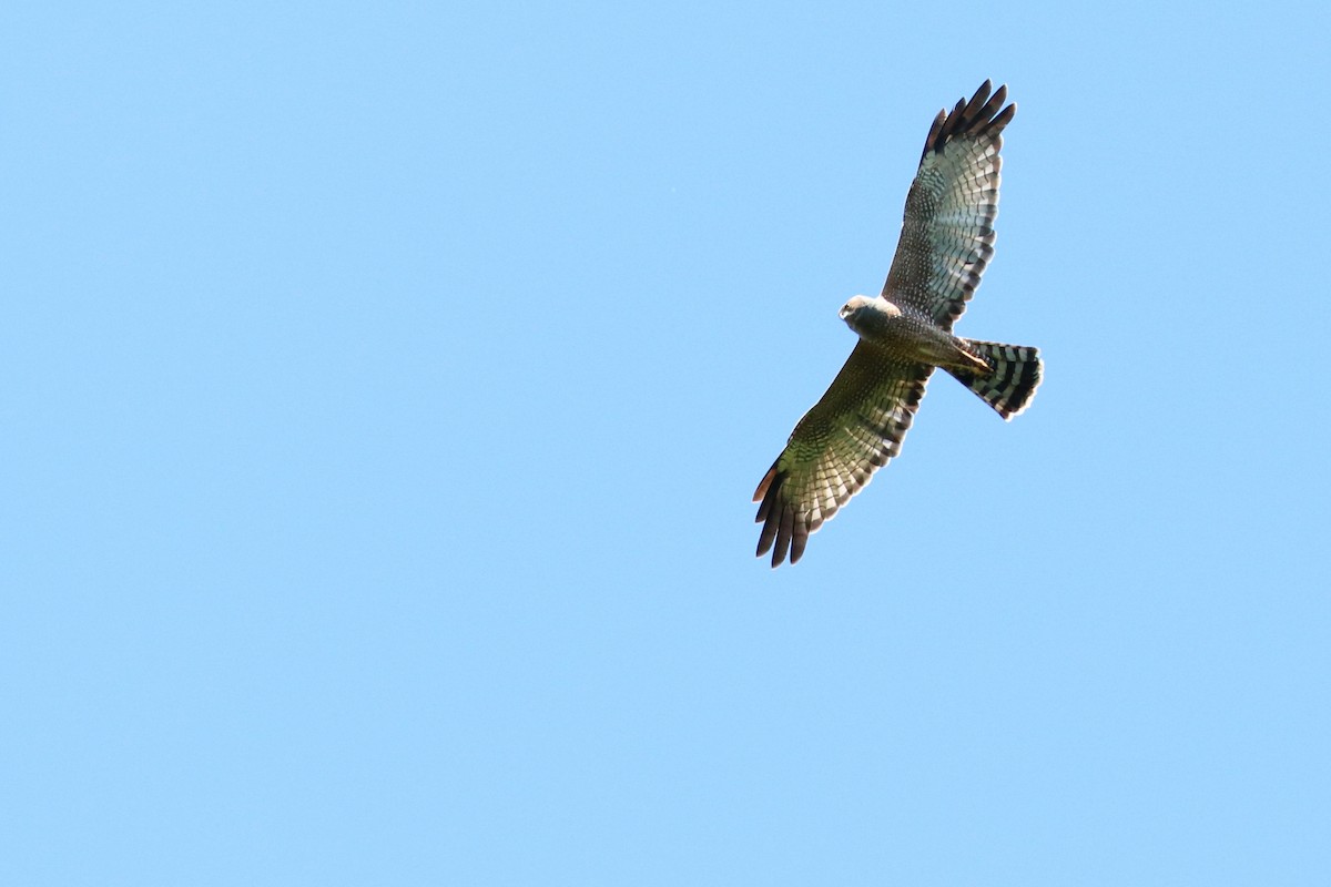 Spotted Harrier - ML107804821