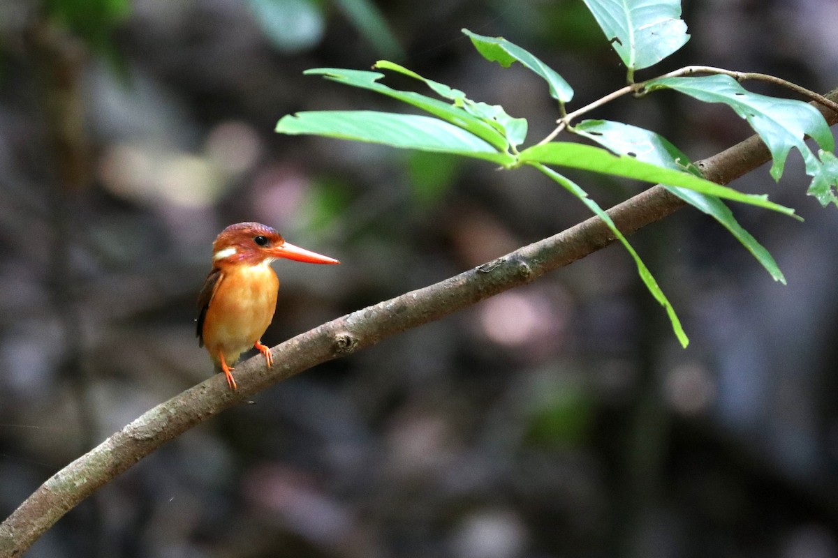 Sulawesi Dwarf-Kingfisher - ML107805291