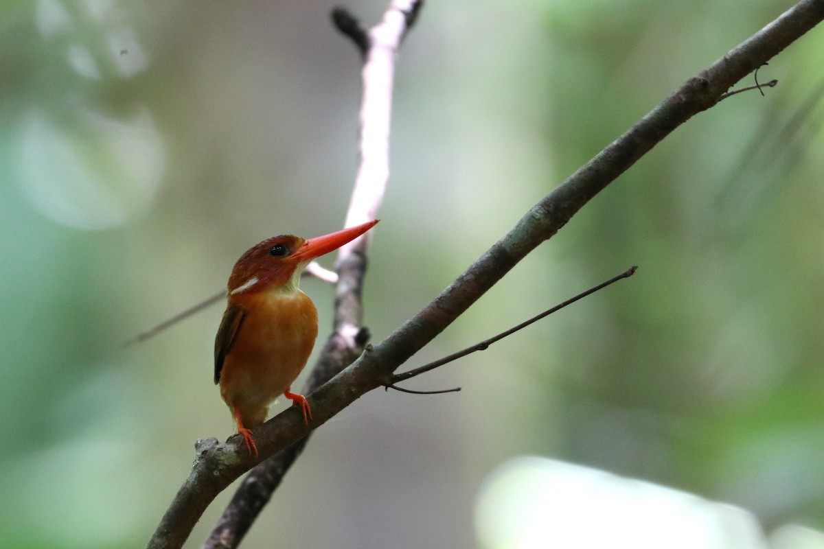Sulawesi Dwarf-Kingfisher - ML107805301