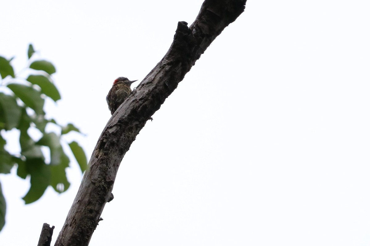 Sulawesi Pygmy Woodpecker - Julien Lamouroux