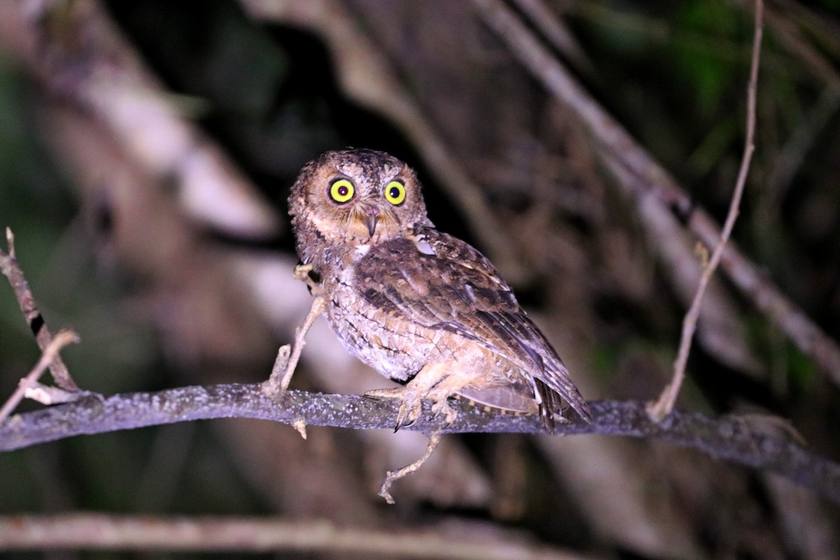 Sulawesi Scops-Owl - Julien Lamouroux
