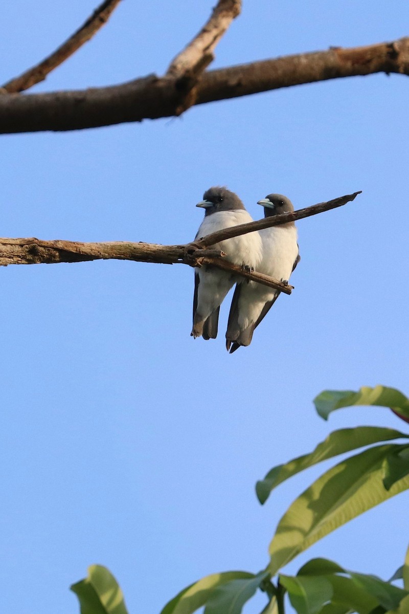 White-breasted Woodswallow - ML107805711
