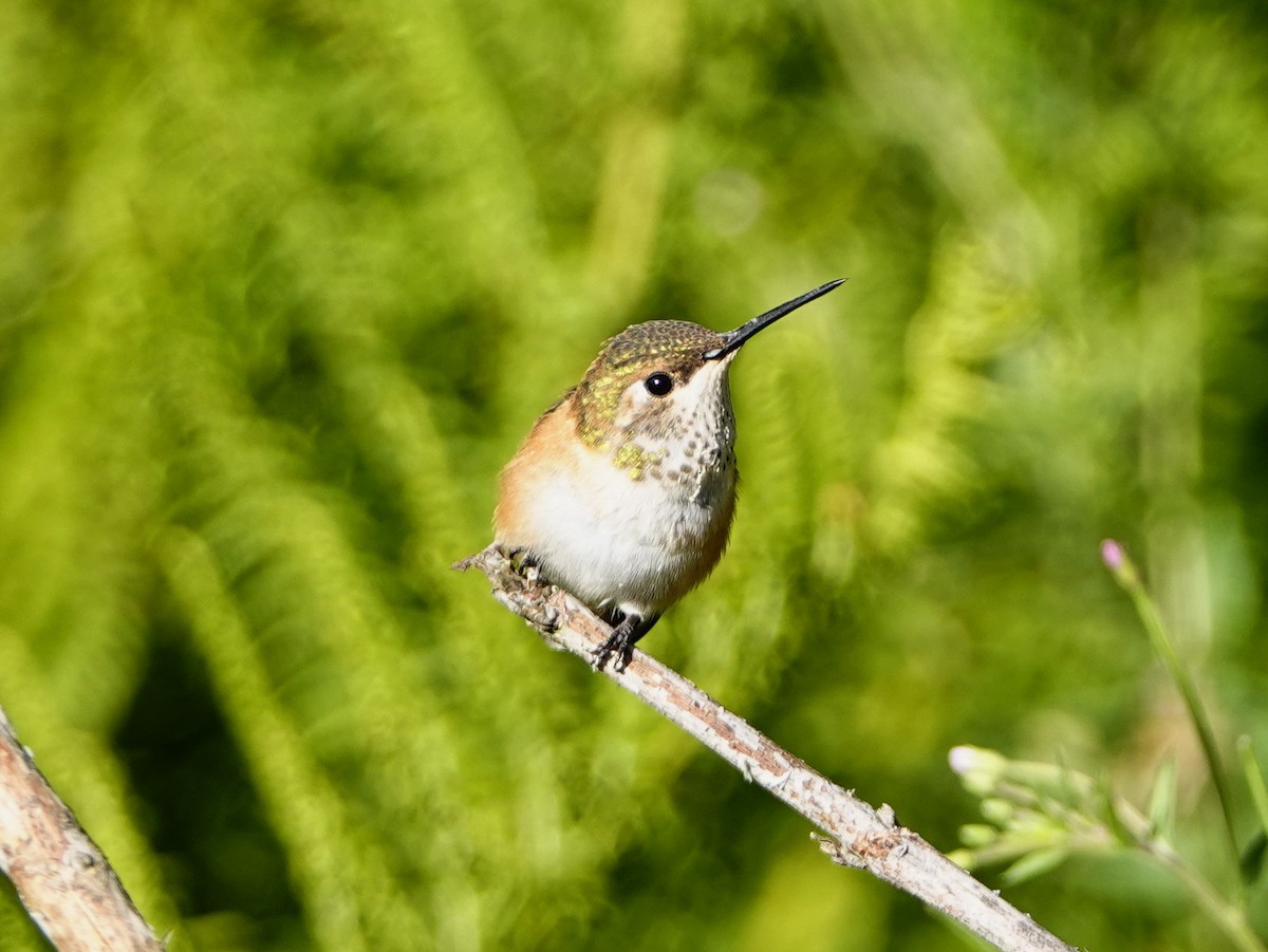 Rufous Hummingbird - William Proebsting