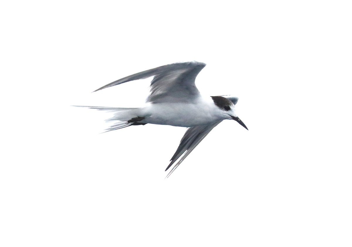 Common Tern - ML107806751