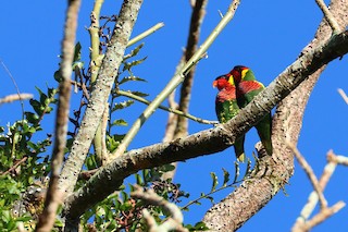  - Ornate Lorikeet