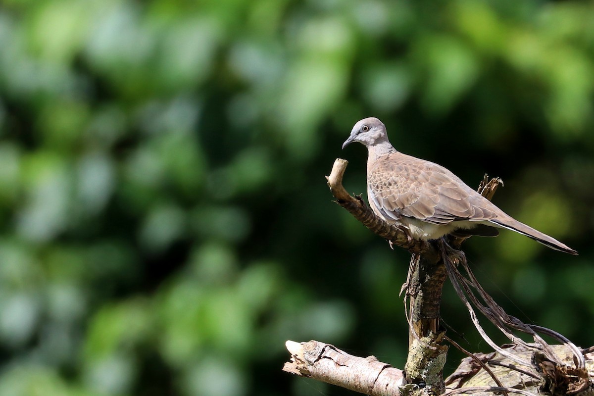 Spotted Dove - ML107807211