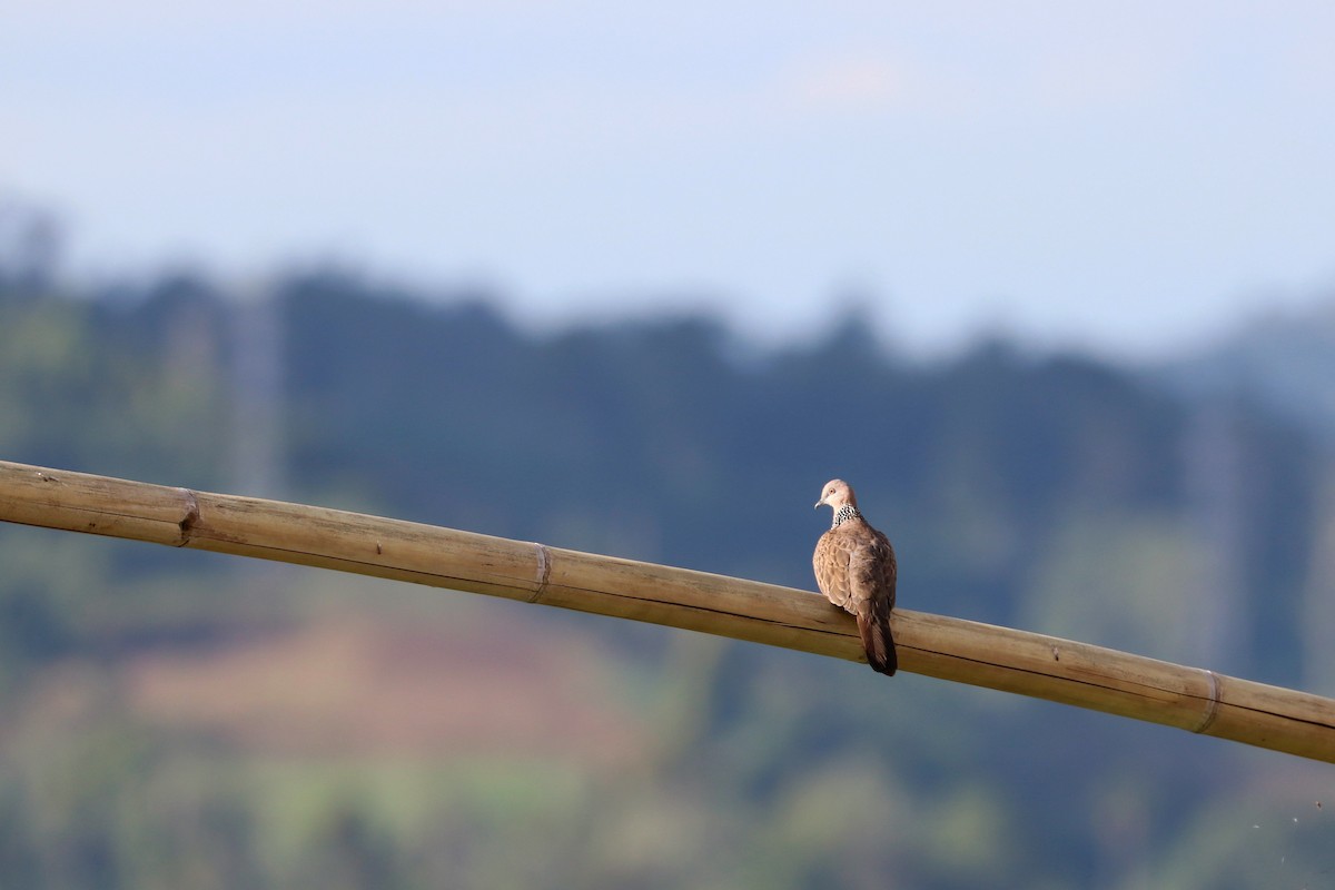 Spotted Dove - ML107807231