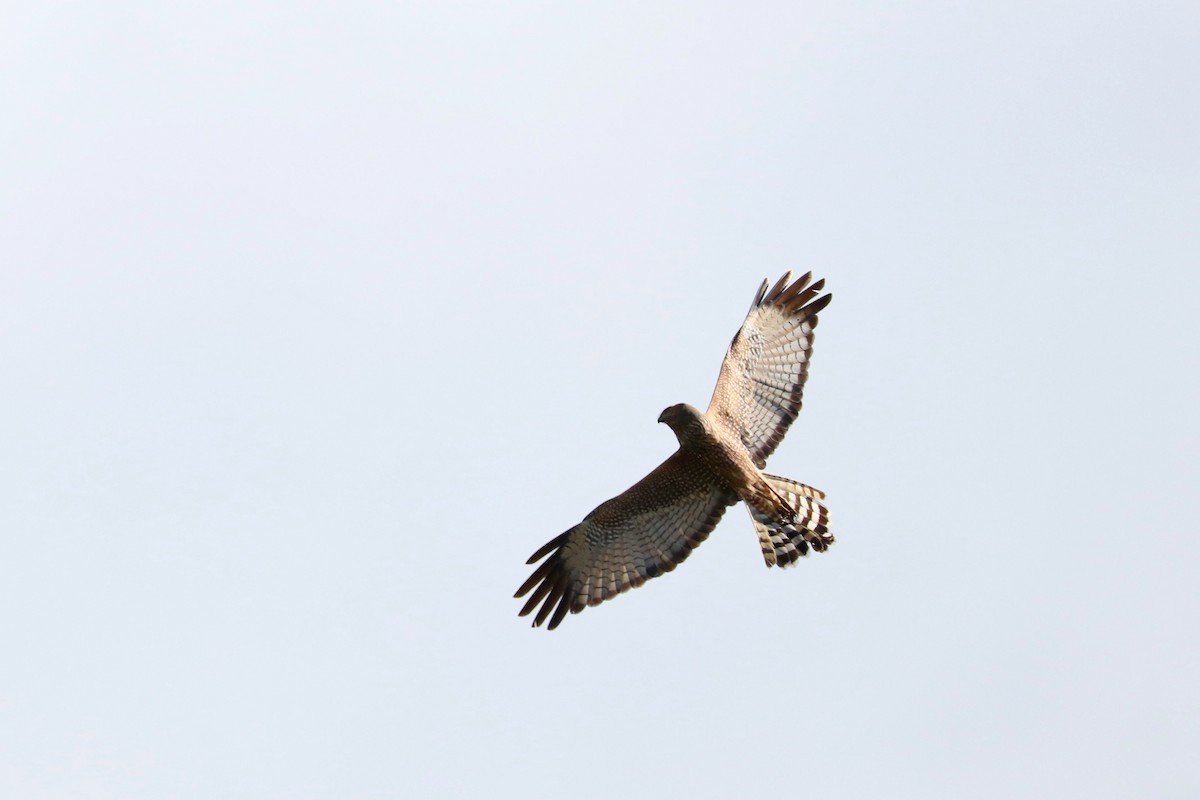 Spotted Harrier - ML107807271
