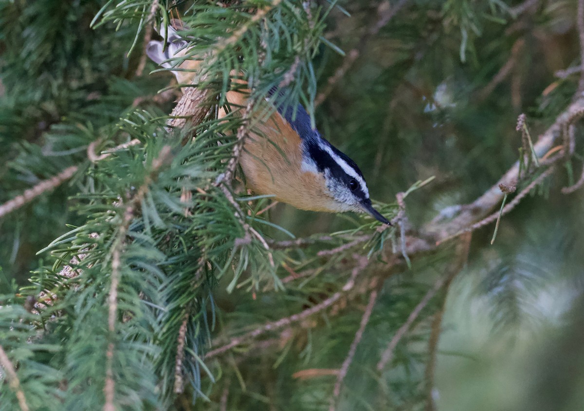 Red-breasted Nuthatch - ML107807781