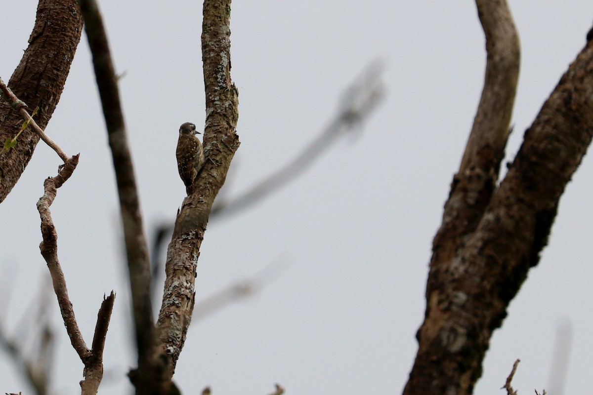 Sulawesi Pygmy Woodpecker - ML107807821