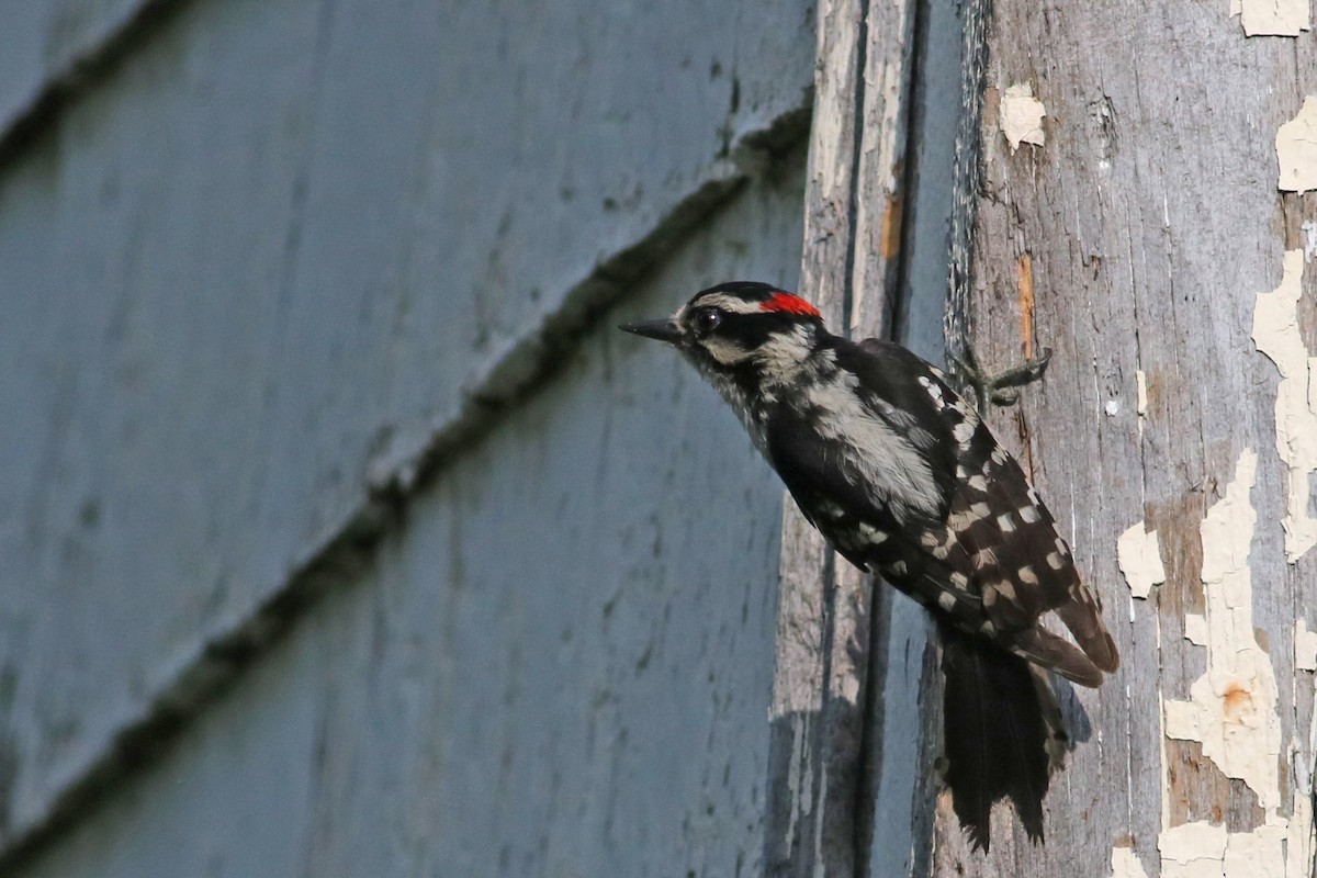 Downy Woodpecker - Meralee Declercq