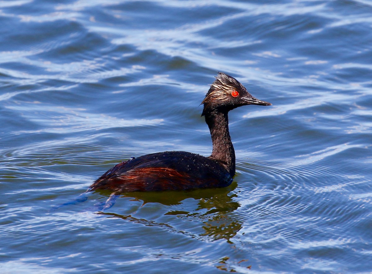 Eared Grebe - Victor Stoll