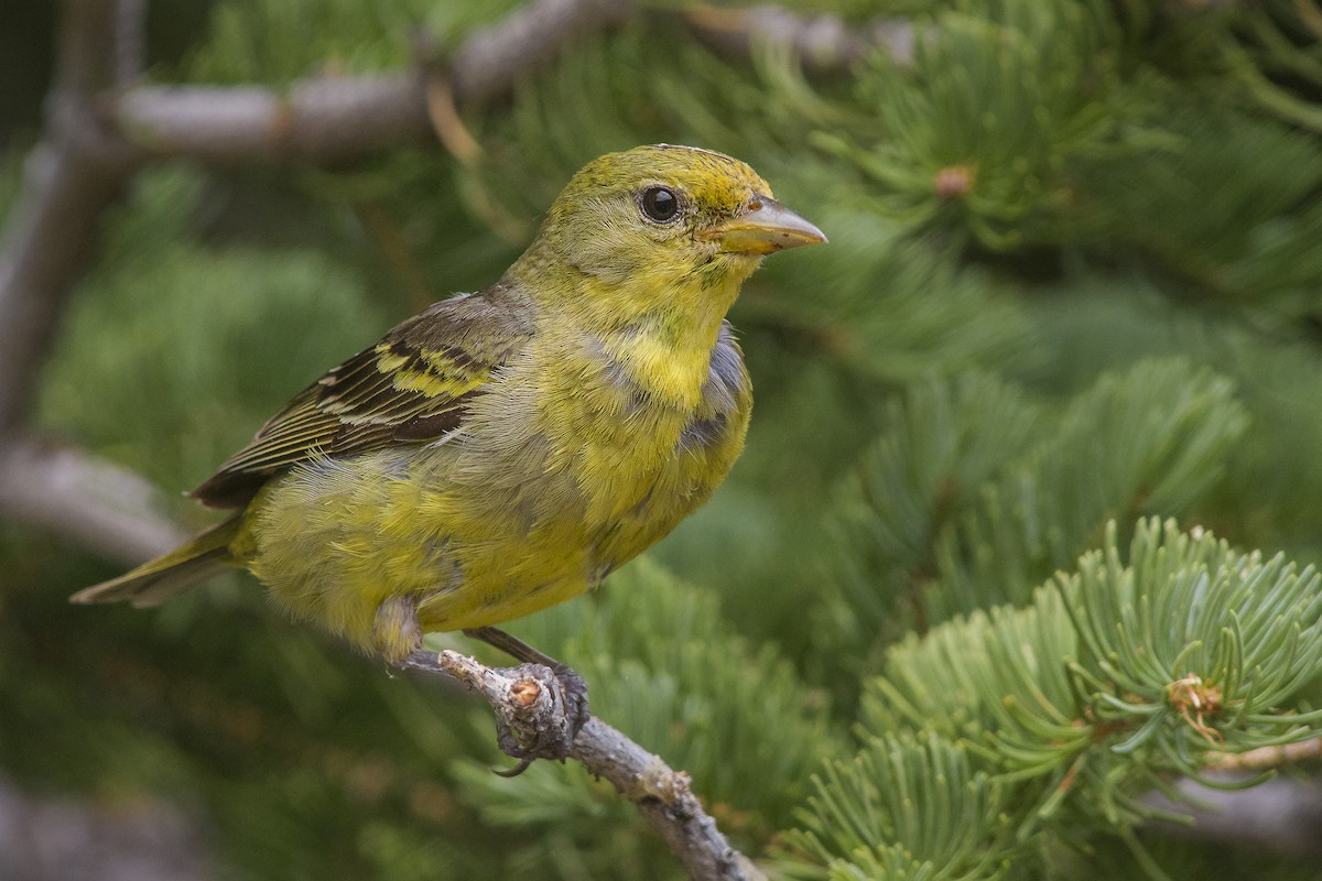 Western Tanager - ML107814681
