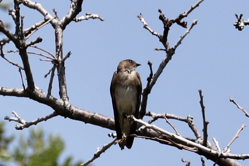 Northern Rough-winged Swallow - Steve McInnis