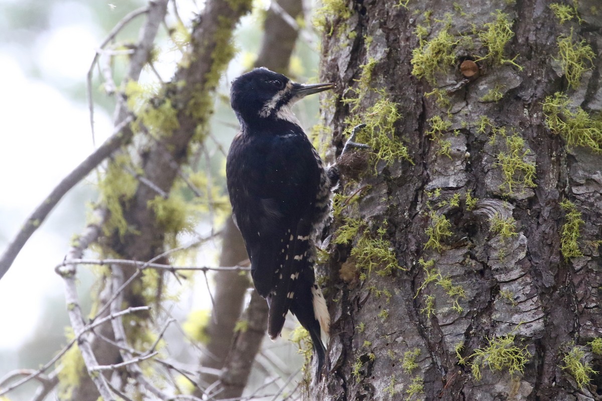 Black-backed Woodpecker - ML107815951