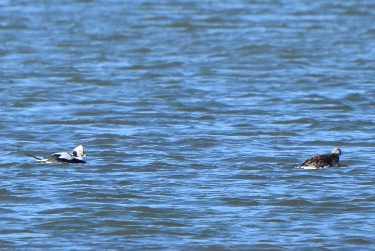 Long-tailed Duck - irina shulgina