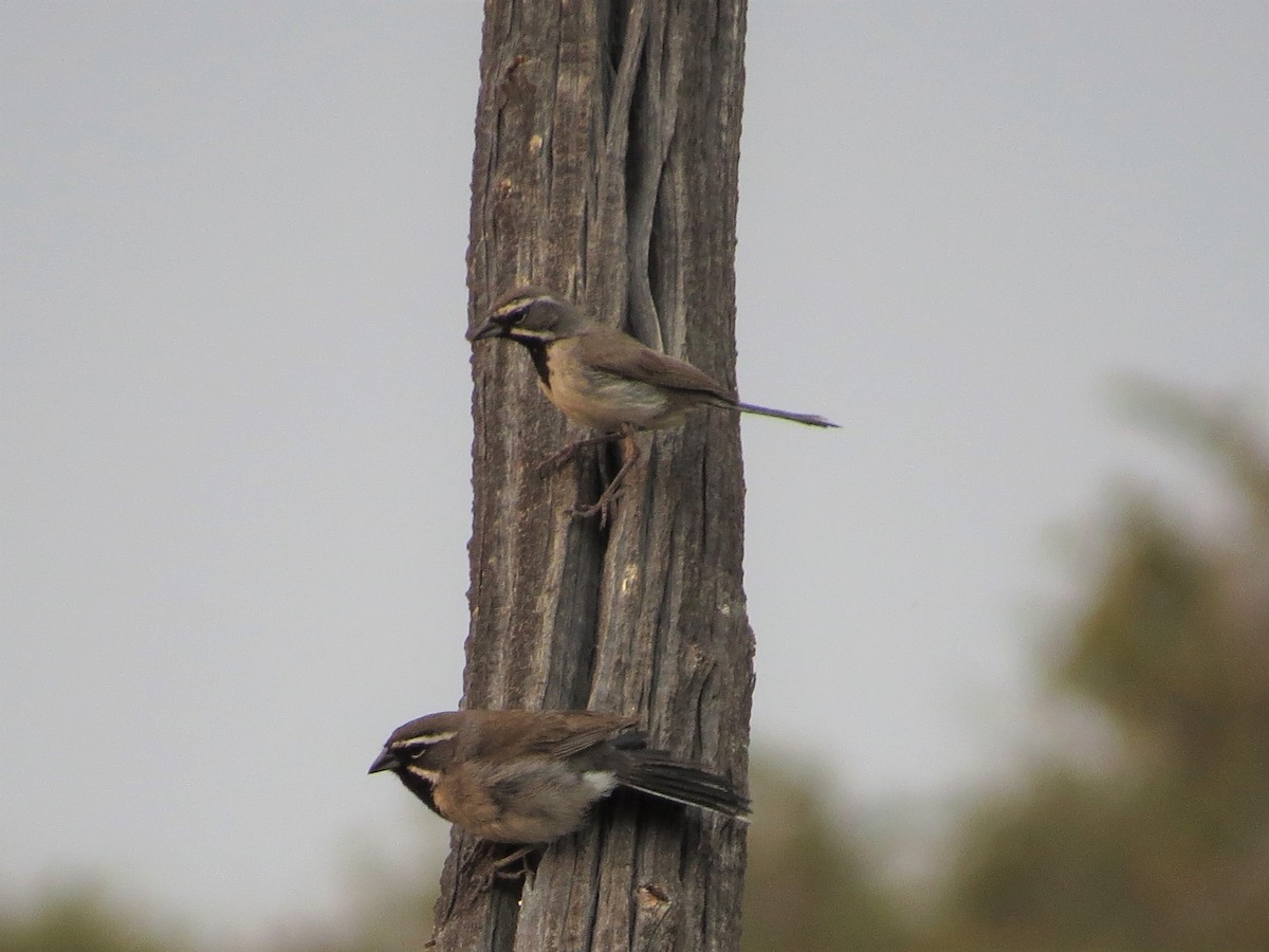 Black-throated Sparrow - Rick Saxton
