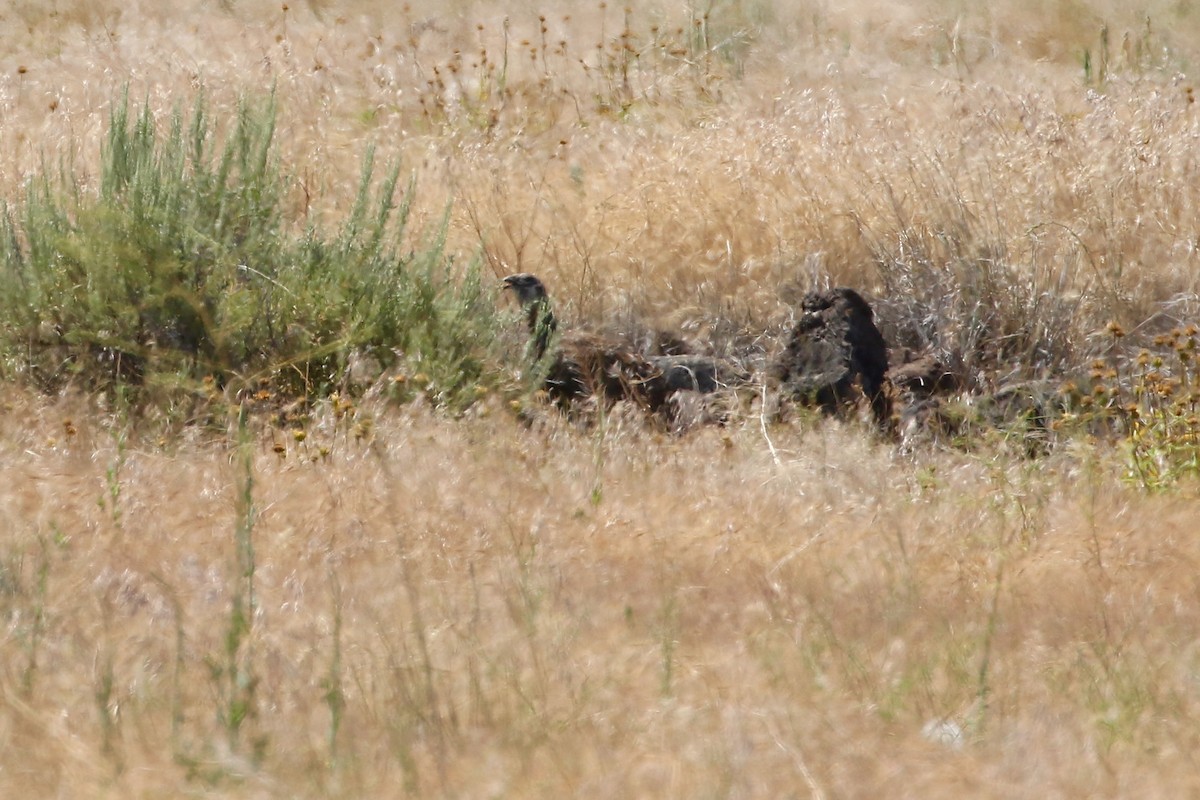 Greater Sage-Grouse - ML107824791