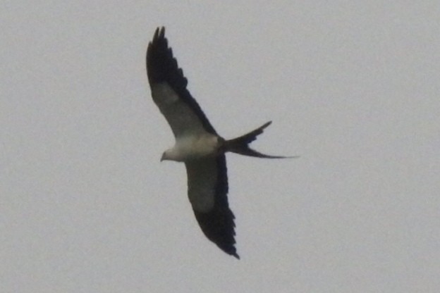 Swallow-tailed Kite - Abner Soto Brenes