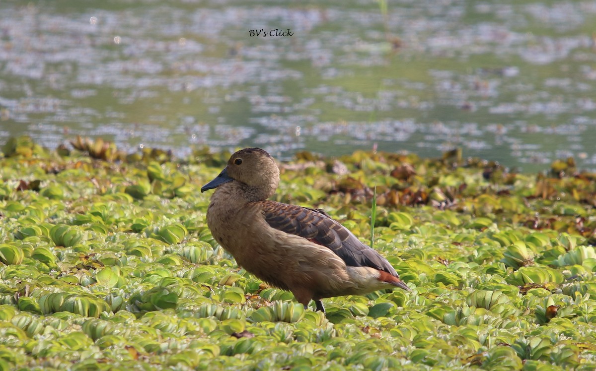 Lesser Whistling-Duck - Bhaarat Vyas