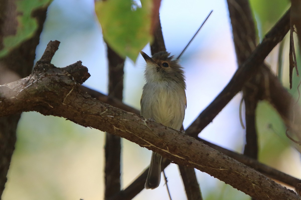 Rusty-fronted Tody-Flycatcher - Ian Thompson