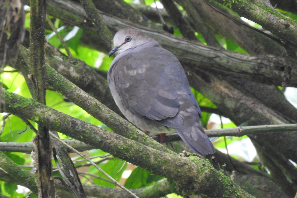 Gray-chested Dove - Abner Soto Brenes