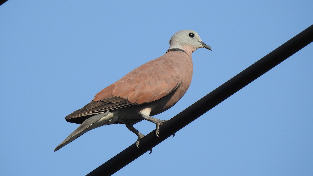 Red Collared-Dove - 士訓 陳_Y