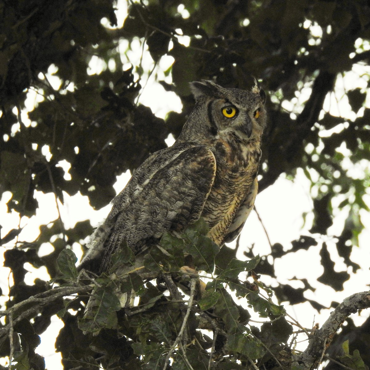 Great Horned Owl - nicole land