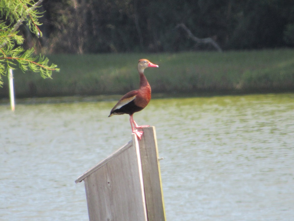 Black-bellied Whistling-Duck - Anne Armstrong
