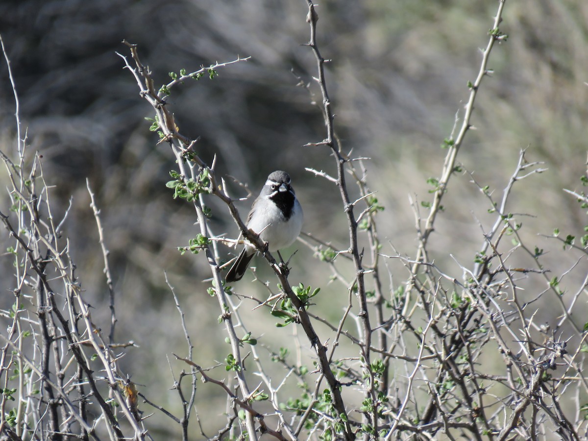 Black-throated Sparrow - Becky Turley