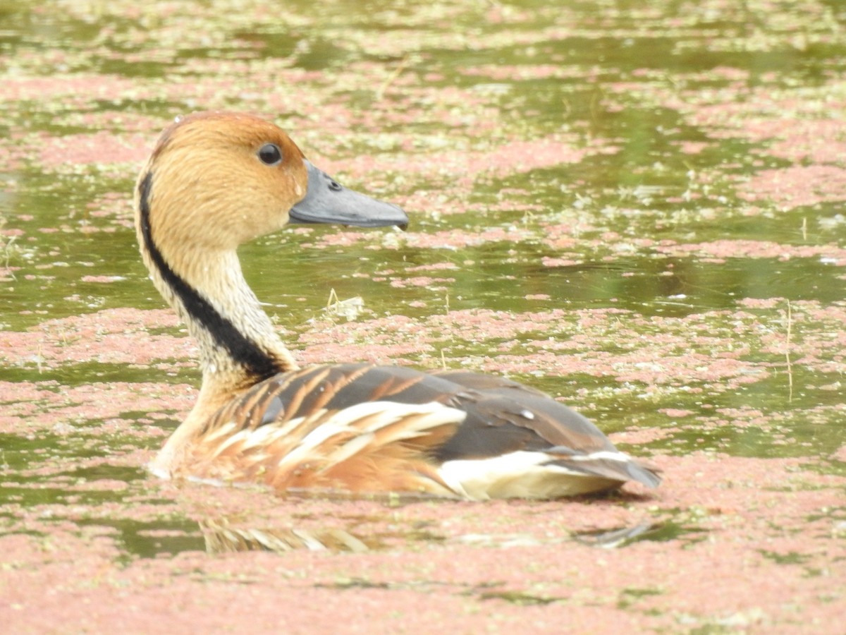Fulvous Whistling-Duck - ML107840021