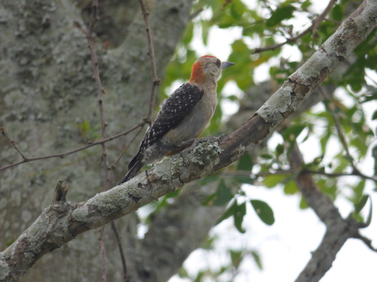 Red-crowned Woodpecker - ML107841311