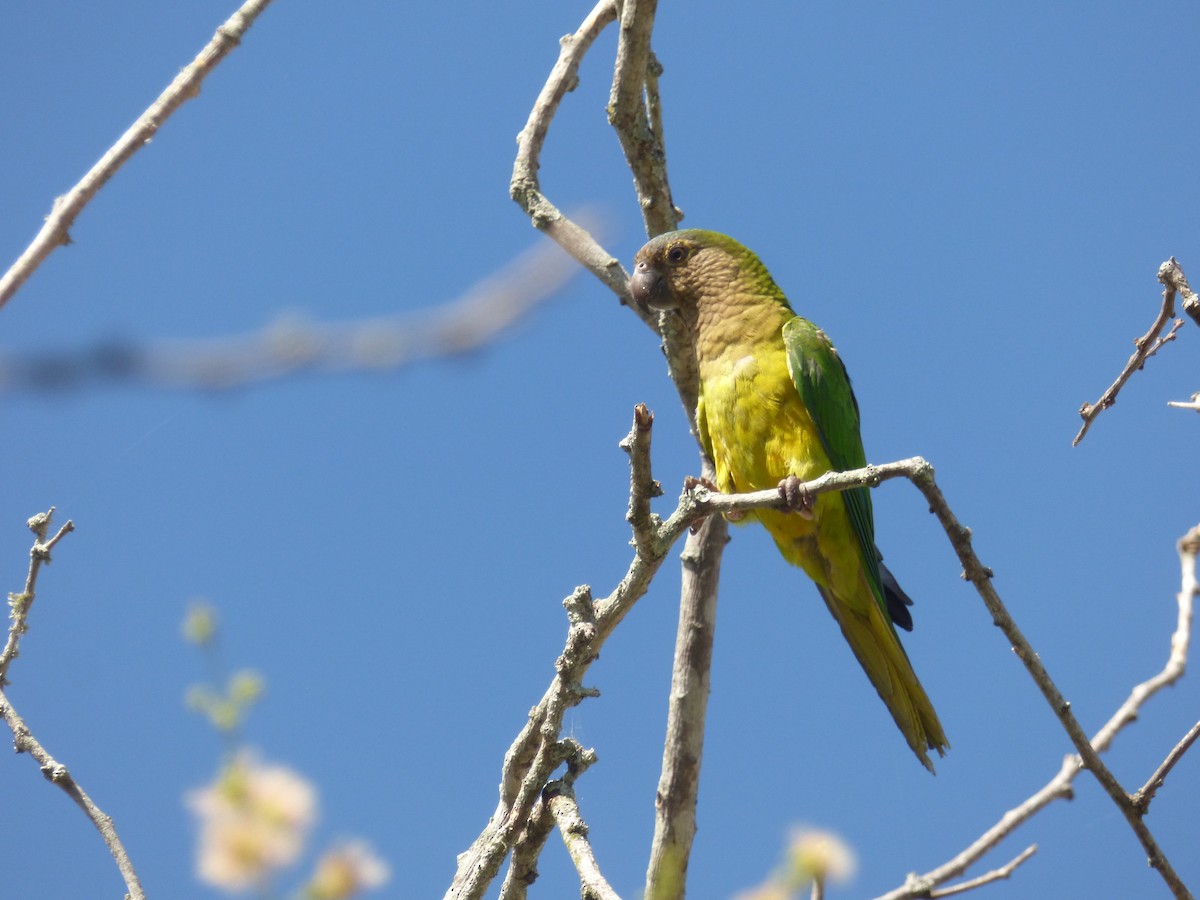 Brown-throated Parakeet - ML107841461