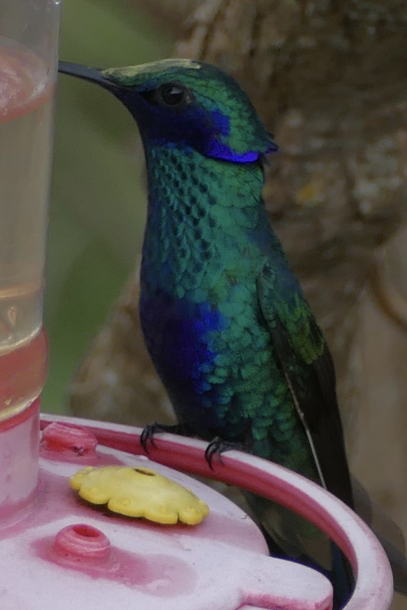kolibřík modrolící - ML107841561